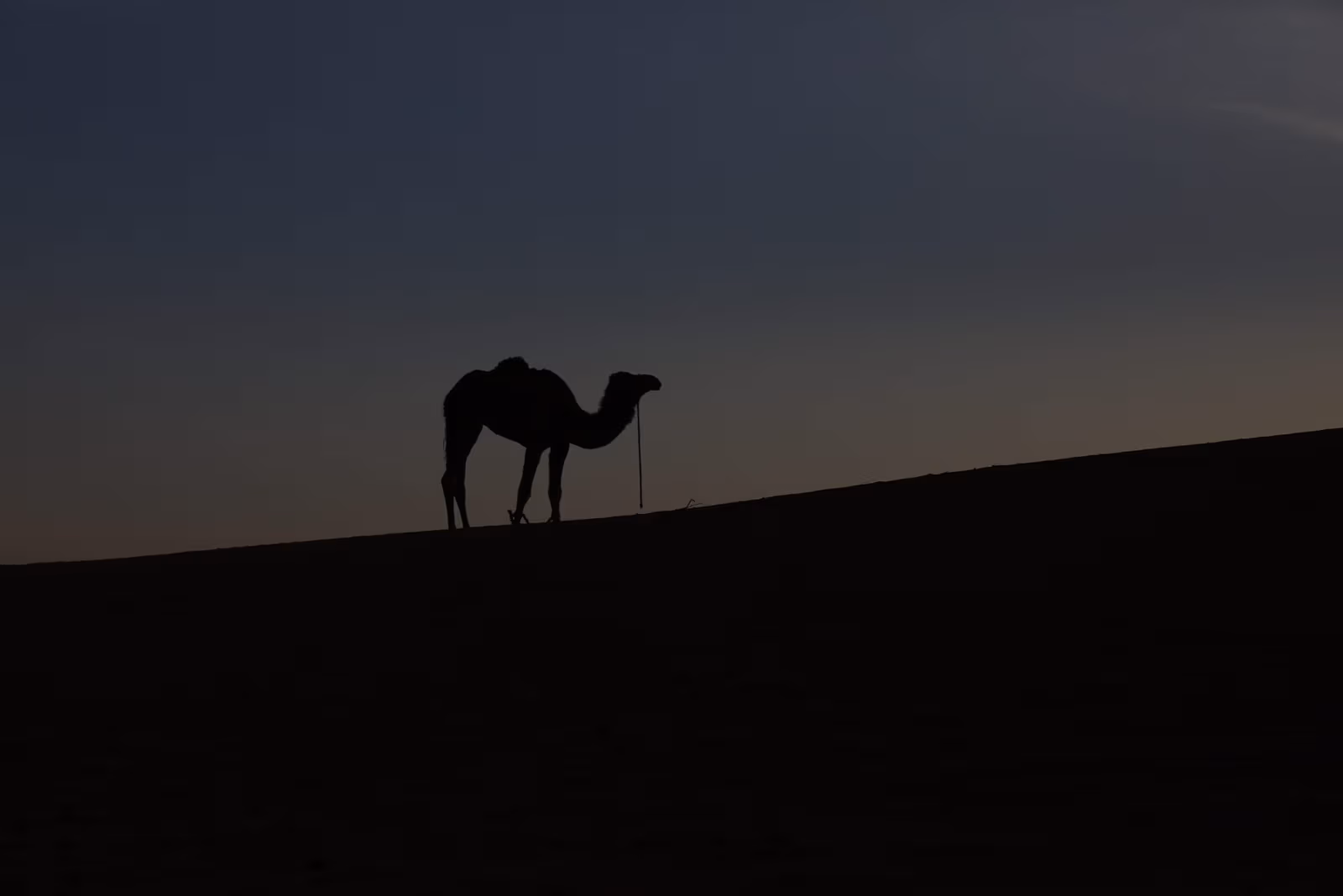 Camel silhouette ridge dusk