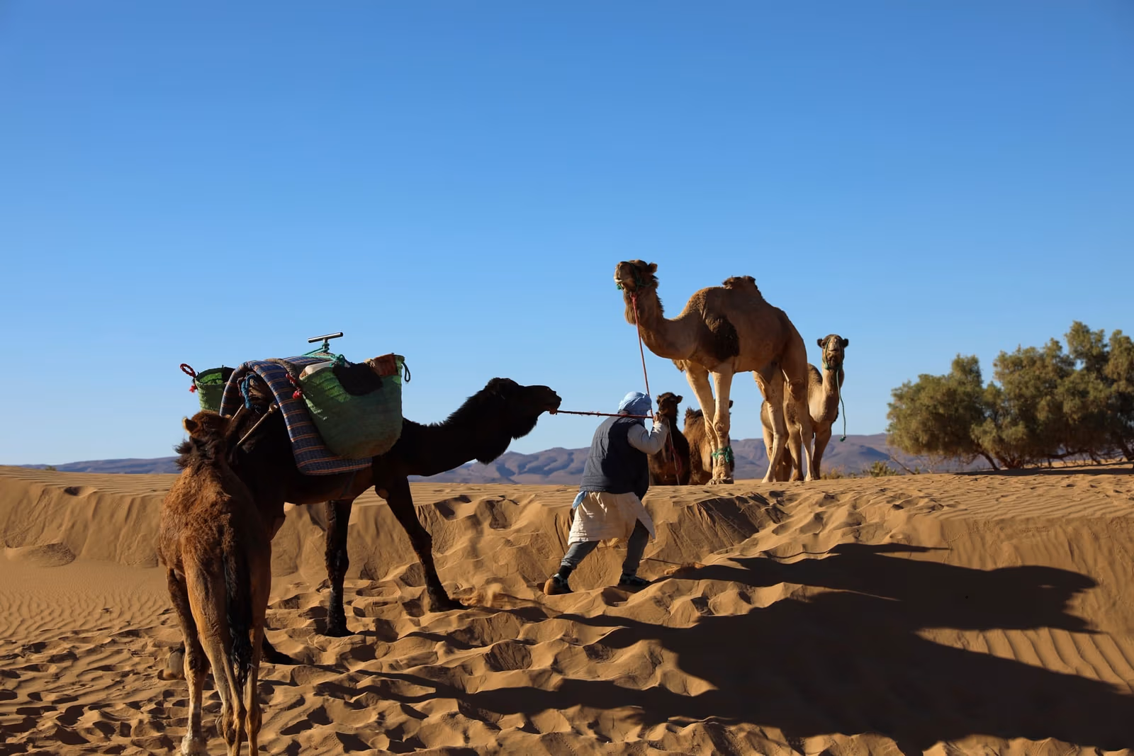 Camels led over dune golden hour