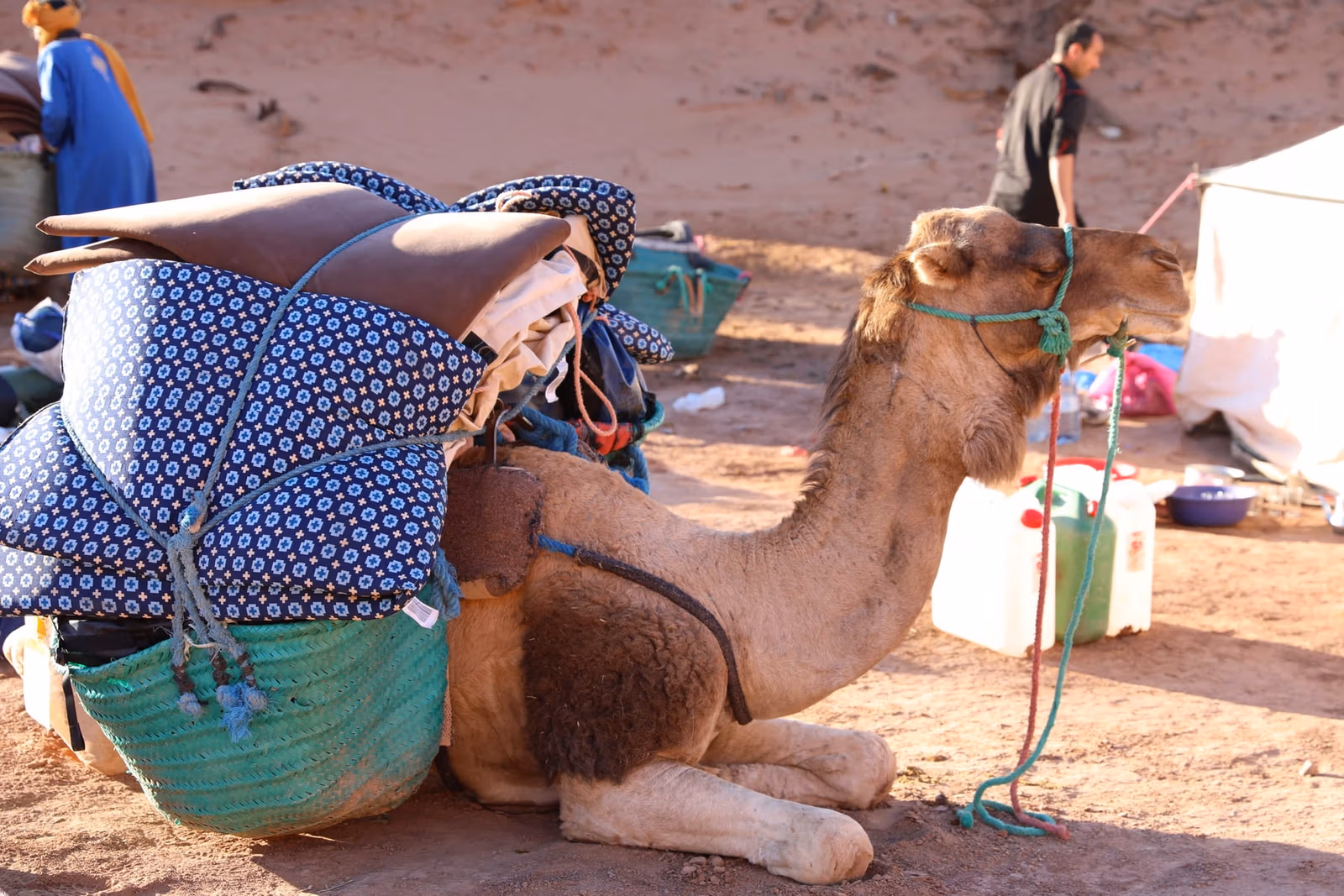 Camels loaded panniers bedding