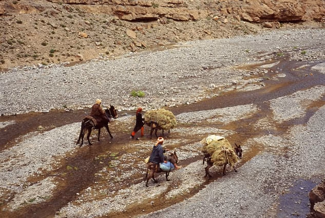Mules crossing braided river