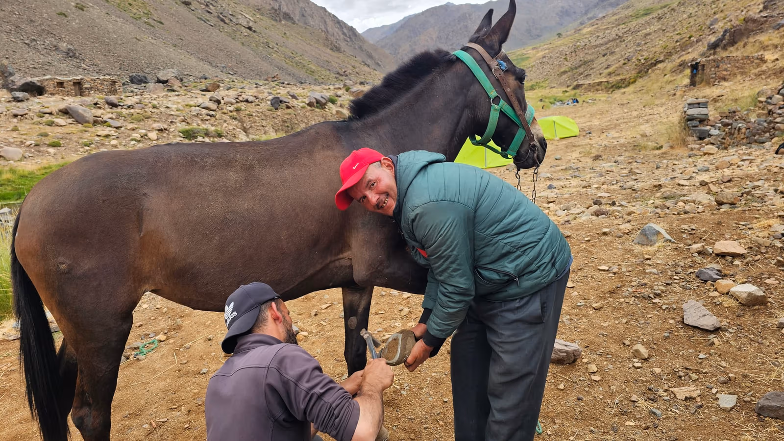 Men tending mule hoof