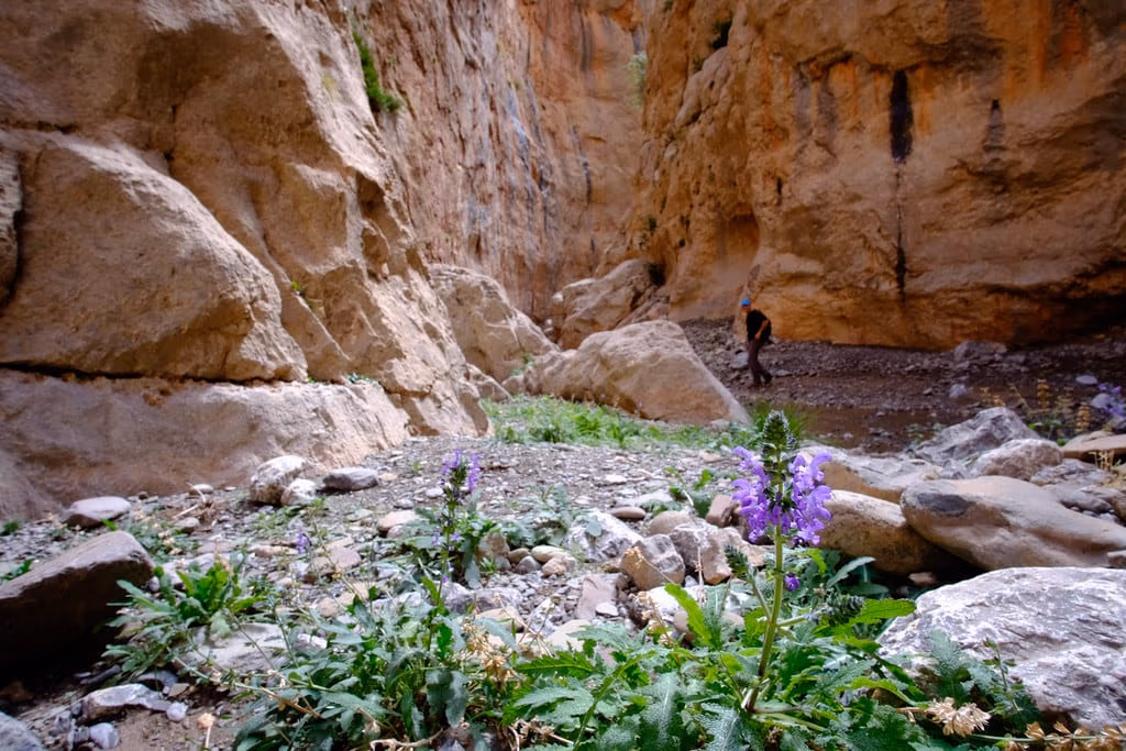 Narrow gorge purple flowers