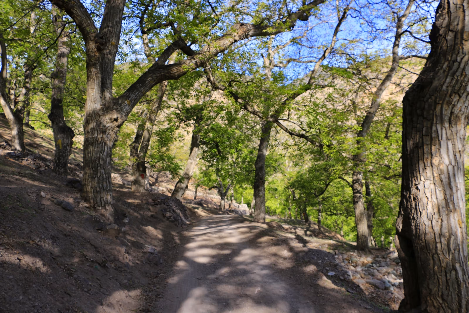 Day Excursions from Imlil — photo 2