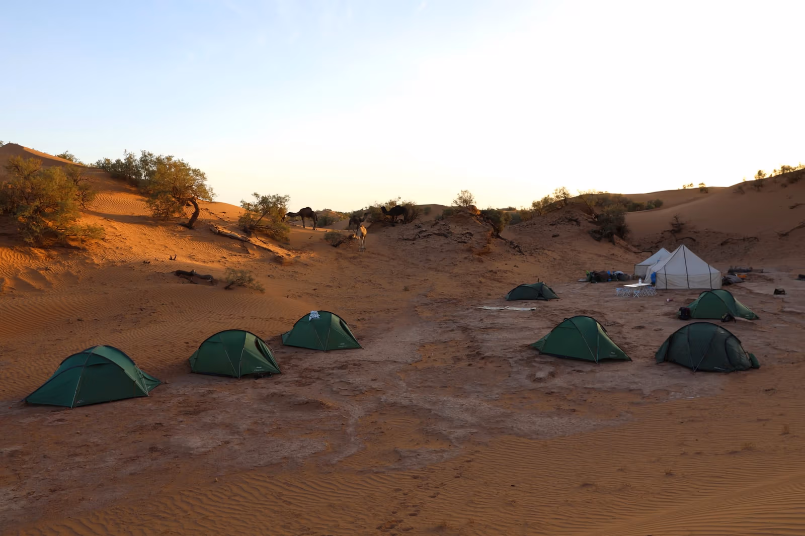 Desert Bivouac & Stars — photo 3