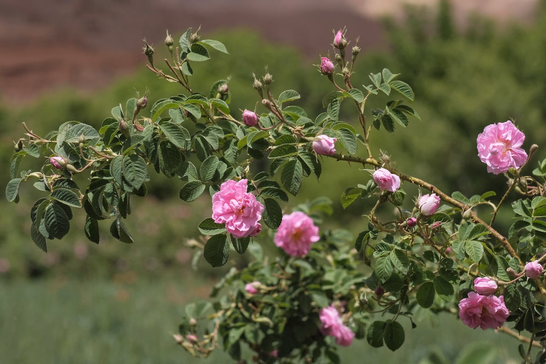 Rose gardens and kasbahs of the Valley of Roses, Morocco